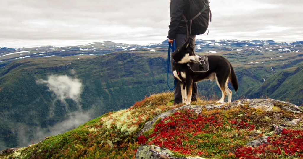 chiens en andorre