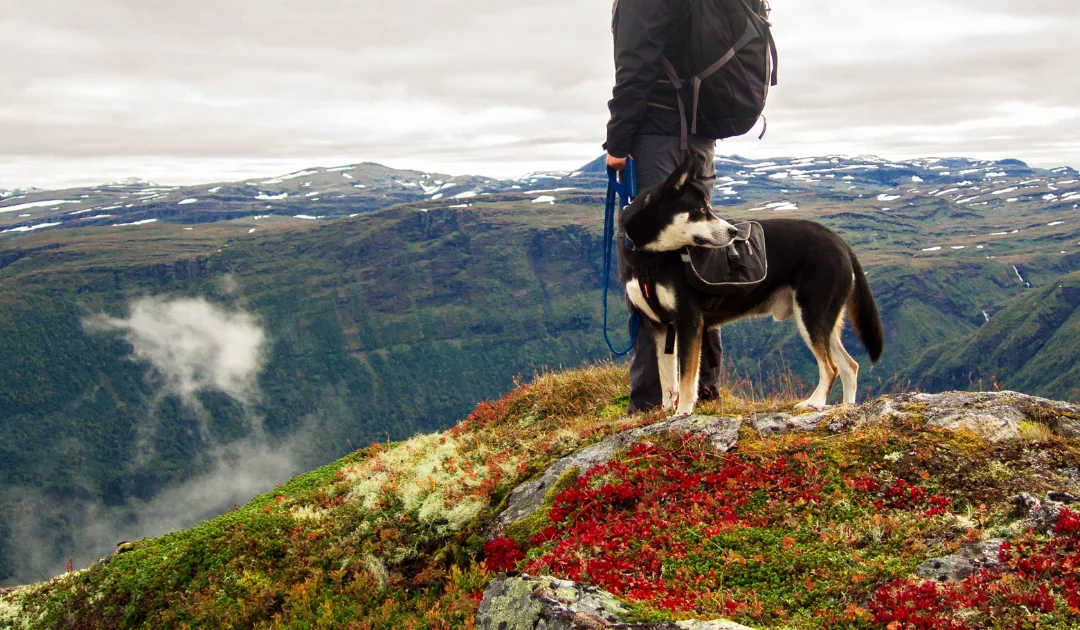 Les chiens en Andorre, tout savoir pour les propriétaires