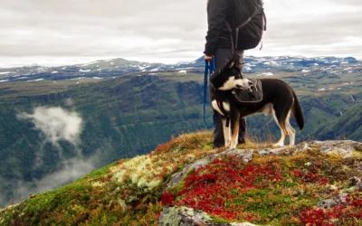 Les chiens en Andorre, tout savoir pour les propriétaires
