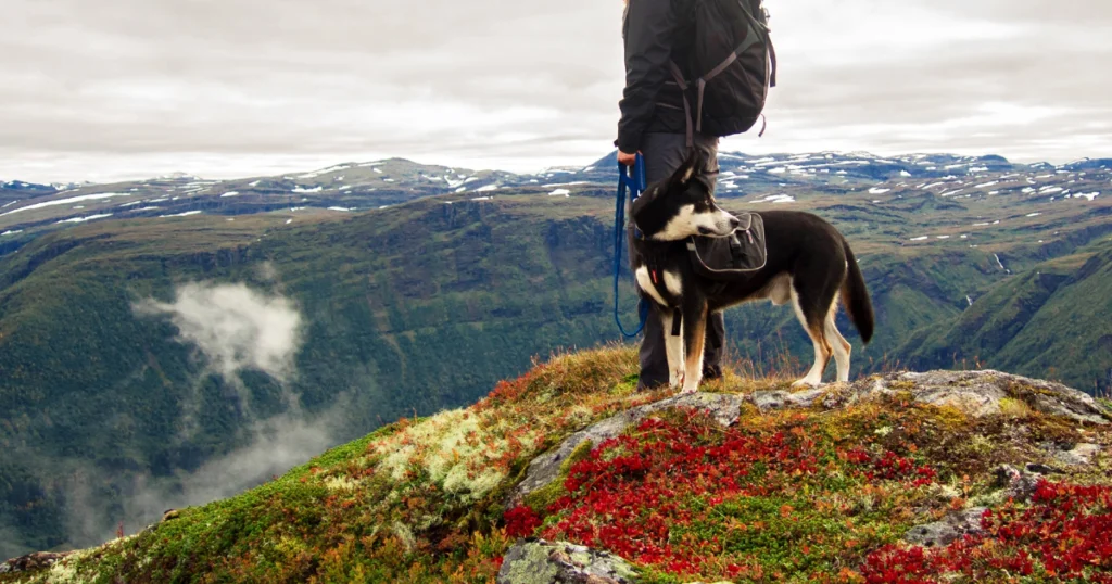 chien en andorre