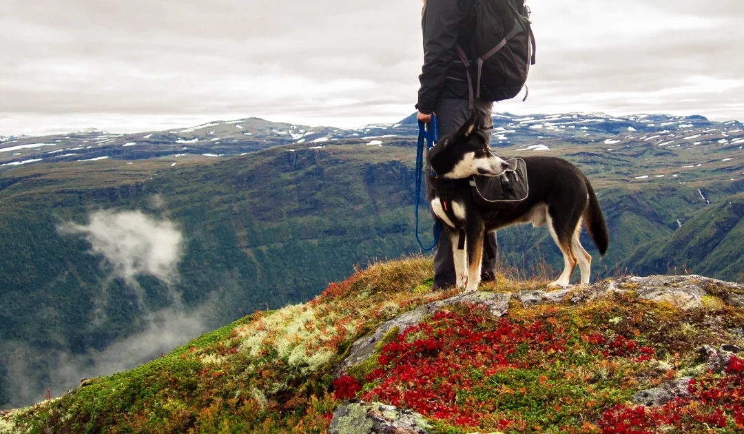 Avoir un chien en Andorre : vivre sereinement avec