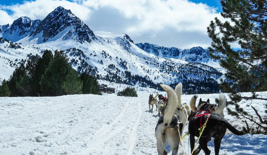 Chiens de traîneaux en Andorre : une expérience unique