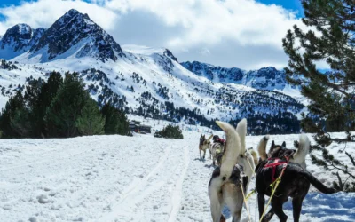 Chiens de traîneaux en Andorre : une expérience unique